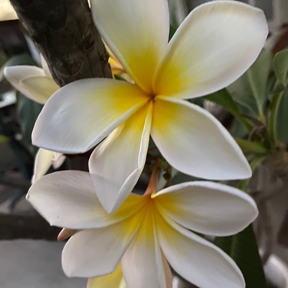 Meet your Posher, Cathy - Picture 1 of 1